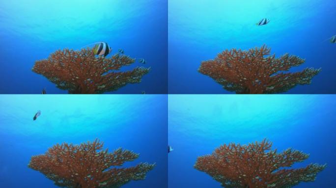 海底蓝色珊瑚鱼