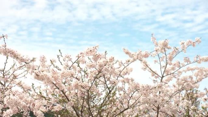 可爱的吉野樱桃树在风和流云中摇曳