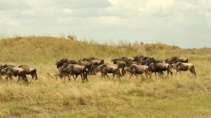 一群牛羚在非洲萨文的阳光灼热的草地上移动