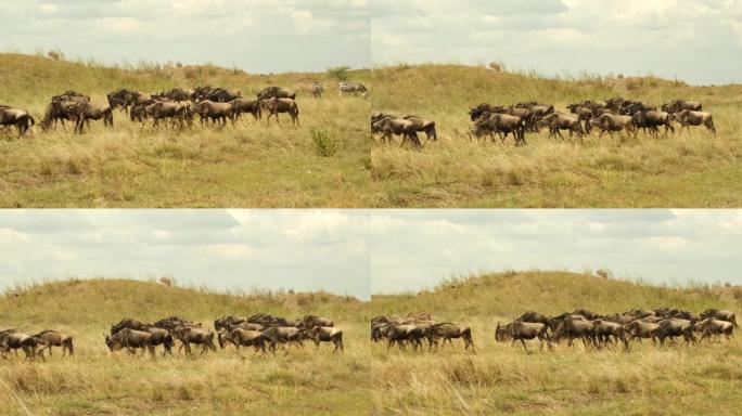 一群牛羚在非洲萨文的阳光灼热的草地上移动