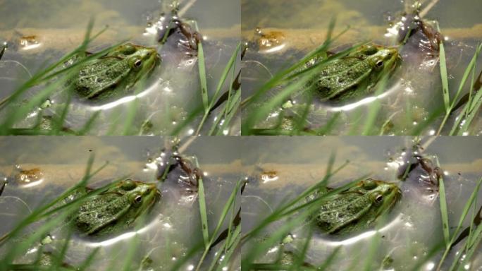 青蛙坐在池塘里，苍蝇飞来飞去。
