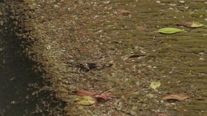 淡水蟹在河里觅食。