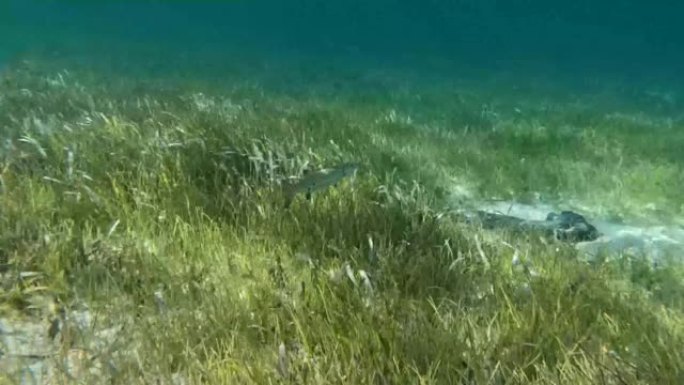 巴哈马比米尼附近一群小鱼和小梭鱼的4k视频
