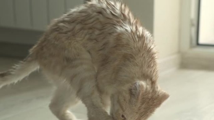 有趣的湿红色苏格兰折叠猫洗澡后抖掉水舔它的爪子