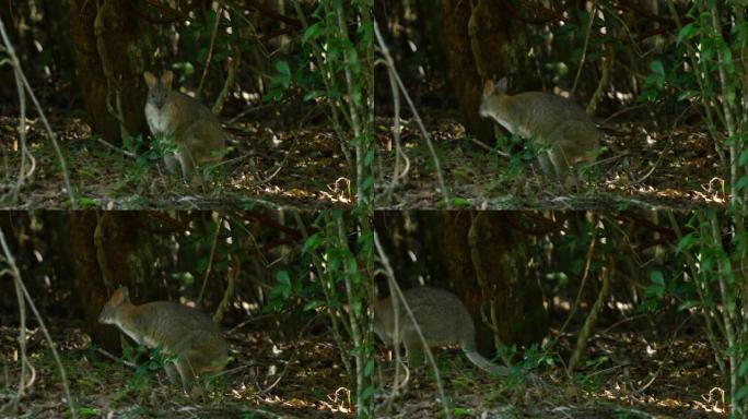 在灌木丛中进食的小袋鼠:澳大利亚北部