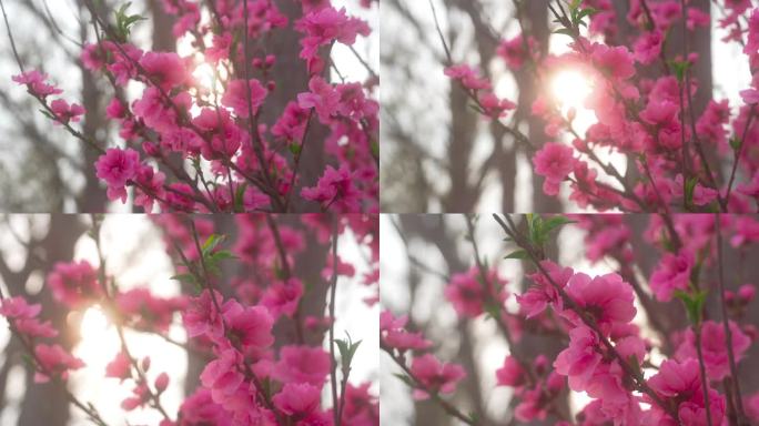 桃花 春天 粉花 开花 下午 安静