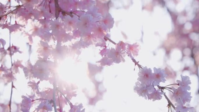 盛开的樱花与美丽的粉红色