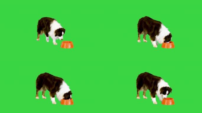 澳大利亚牧羊犬被命令进食，然后从绿色屏幕上的碗中进食，色度键