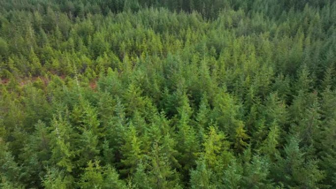 苏格兰的人工林和管理森林