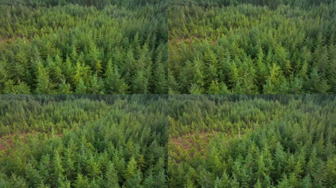 苏格兰的人工林和管理森林