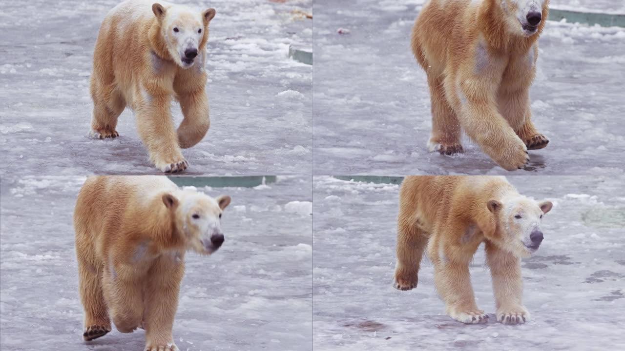 慢动作120 fps视频的雌性北极熊和她的北极熊幼崽在海洋冷水附近的自然景观中，用新鲜的冰在冰山上玩