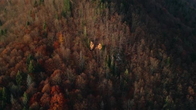 秋天森林的美丽景色，山上有大树
