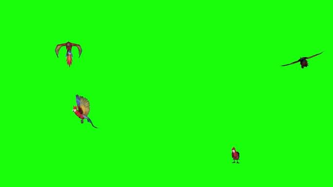 金刚鹦鹉在绿色屏幕上飞行