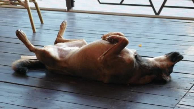 一只欢快的狗仰卧玩耍，一只欢快的街头狗以躺卧的姿势翻倒
