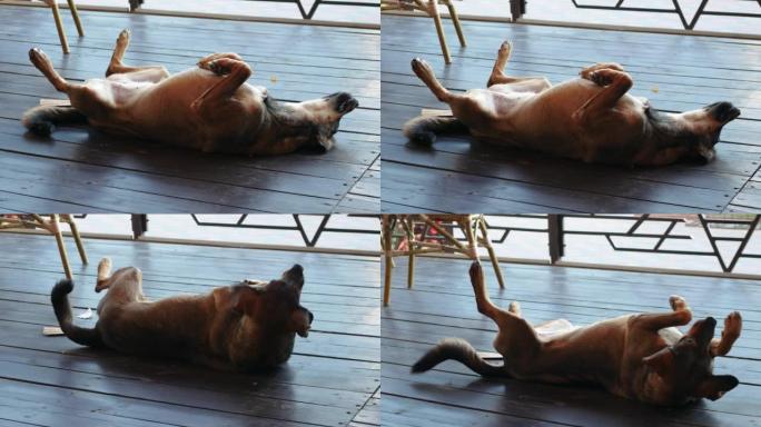 一只欢快的狗仰卧玩耍，一只欢快的街头狗以躺卧的姿势翻倒