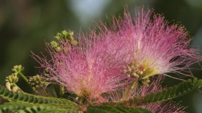 合欢也将波斯丝树或粉红丝树命名。