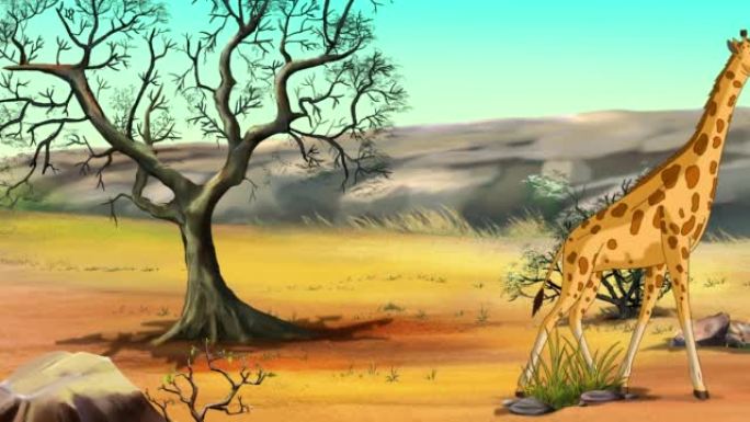 阳光明媚的热带草原上的非洲长颈鹿4k动画