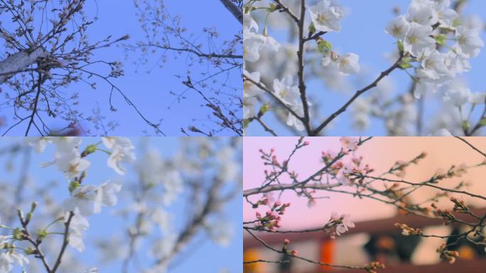 春日樱花和游人-4K