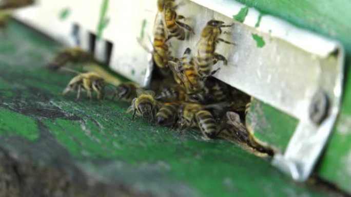 蜜蜂聚集在蜂箱入口处