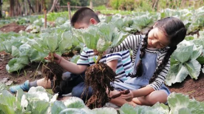 一个小女孩和一个小男孩在菜园里帮忙摘卷心菜