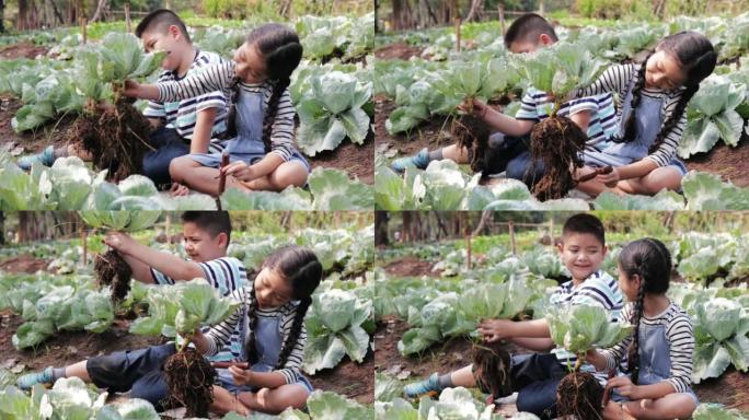 一个小女孩和一个小男孩在菜园里帮忙摘卷心菜