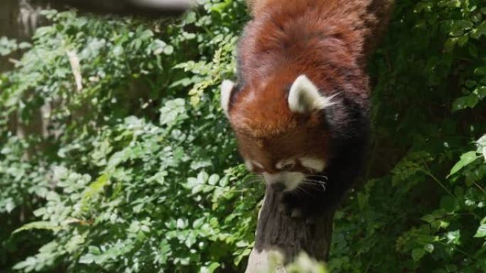 小熊猫穿过森林可爱探险家林间穿行探险