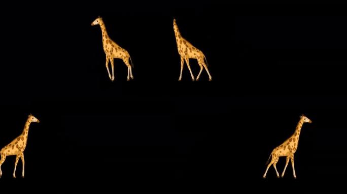 大长颈鹿来回行走阿尔法哑光远射