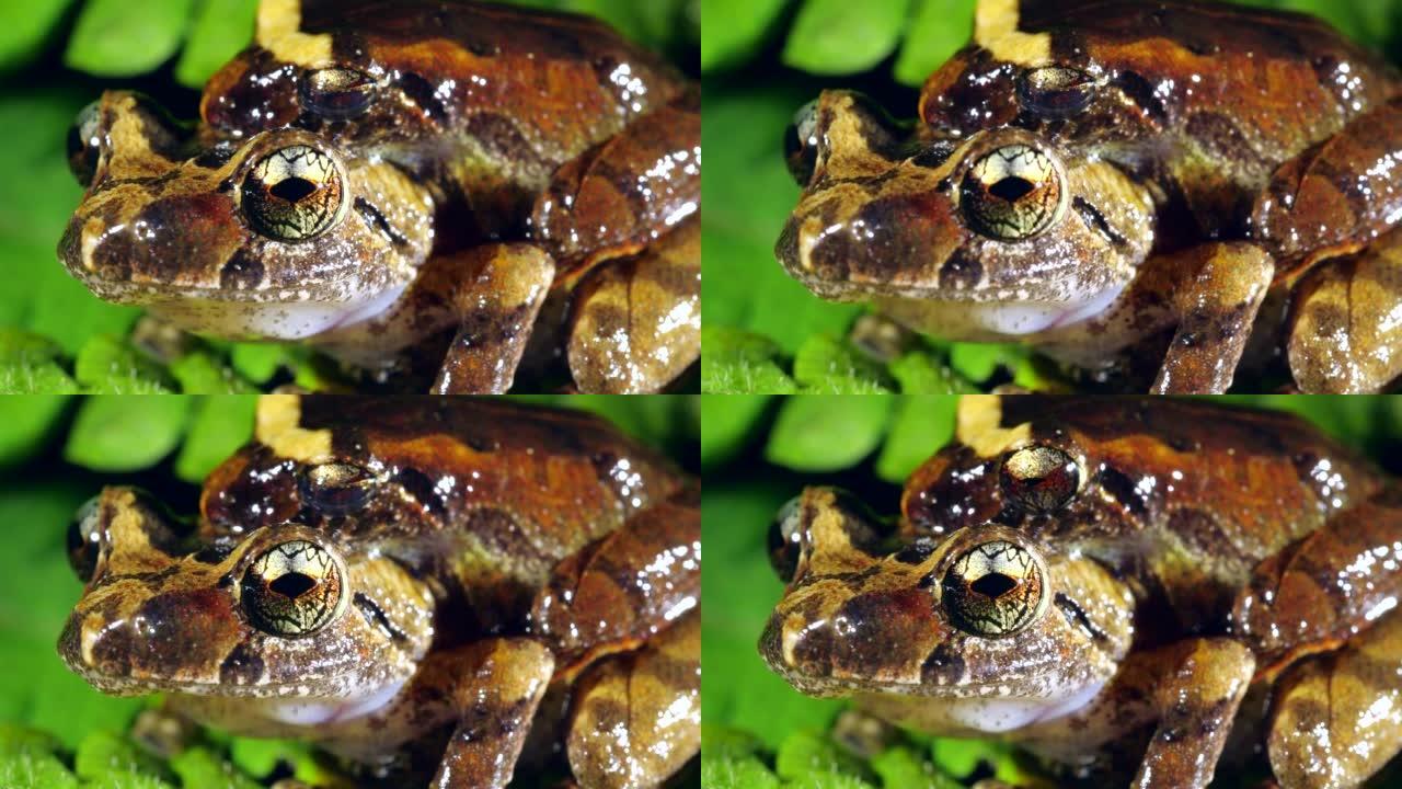 玛莎的雨蛙 (Pristimantis martiae)