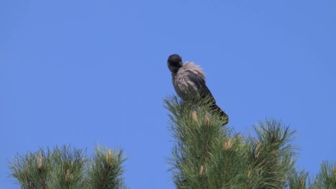 坐在树上的腐肉乌鸦