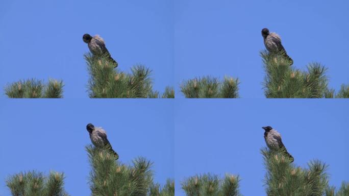 坐在树上的腐肉乌鸦