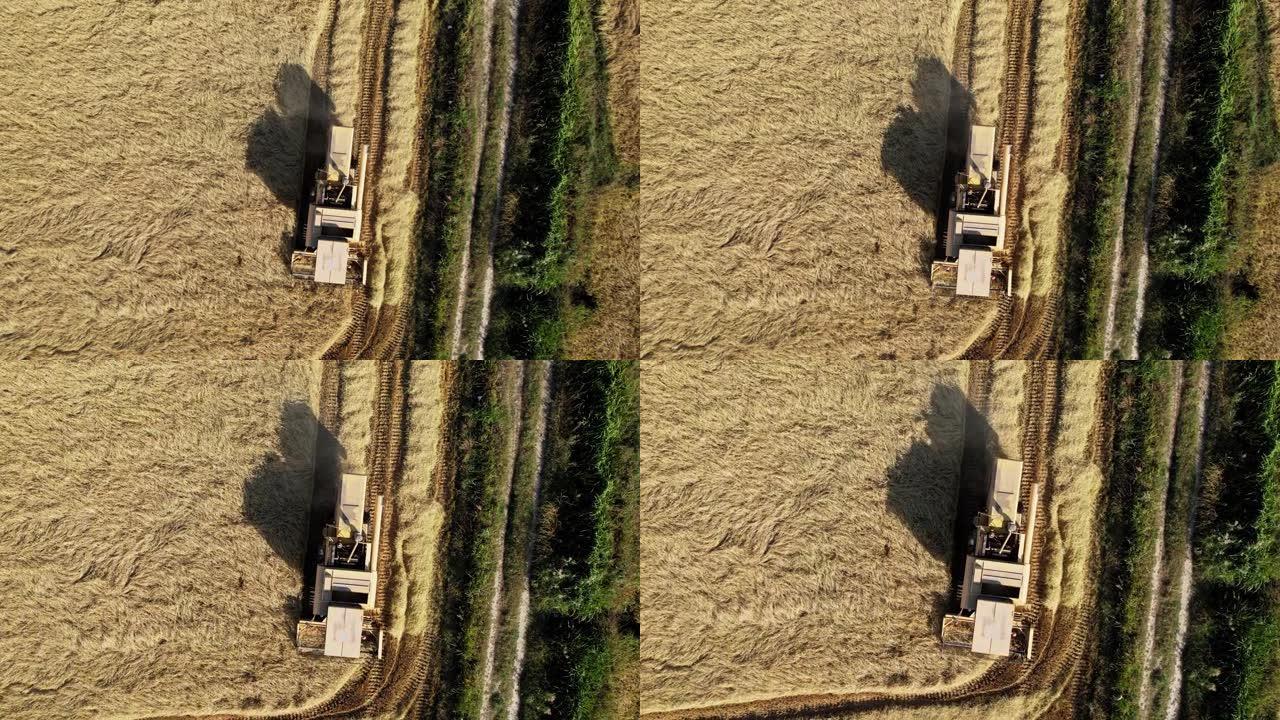 玉米田地的鸟瞰图联合收割机