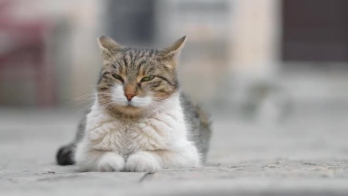 昏昏欲睡的流浪猫在黑山科托老城的人行道上放松