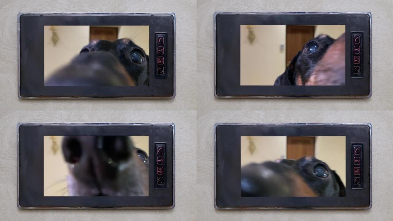 对讲屏幕上有一段视频，有趣的腊肠狗来拜访并嗅着相机，等待门向它打开。展示大鼻子，前视图。