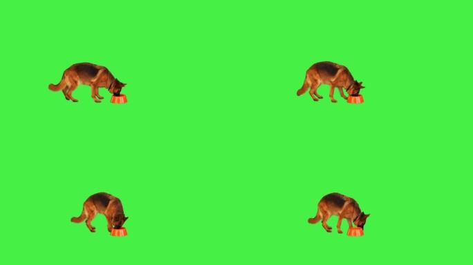 德国牧羊犬从绿色屏幕上的碗中进食，色度键