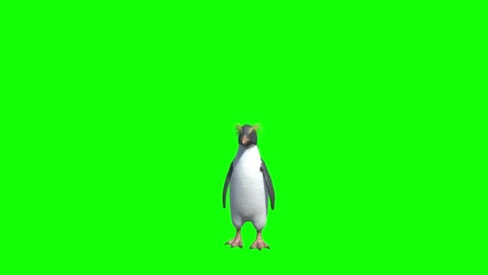 企鹅在绿色屏幕上四处张望