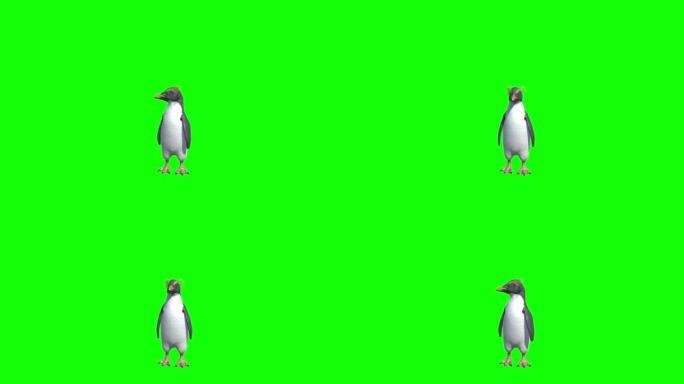 企鹅在绿色屏幕上四处张望