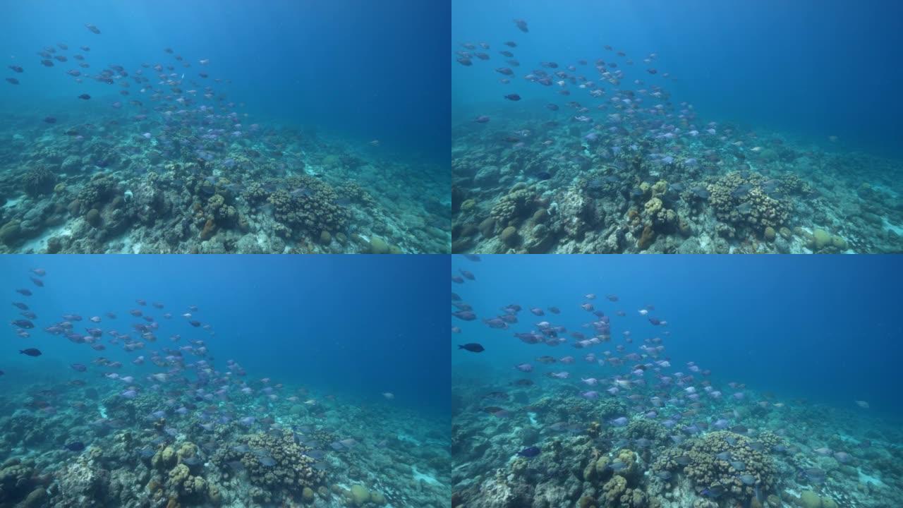 4K 120 fps超级慢动作: 库拉索岛加勒比海珊瑚礁中的鱼类，刺尾鱼，珊瑚和海绵的海景