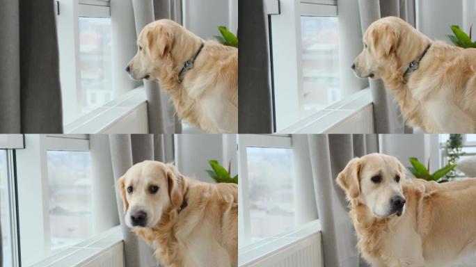 金毛猎犬狗看着窗户