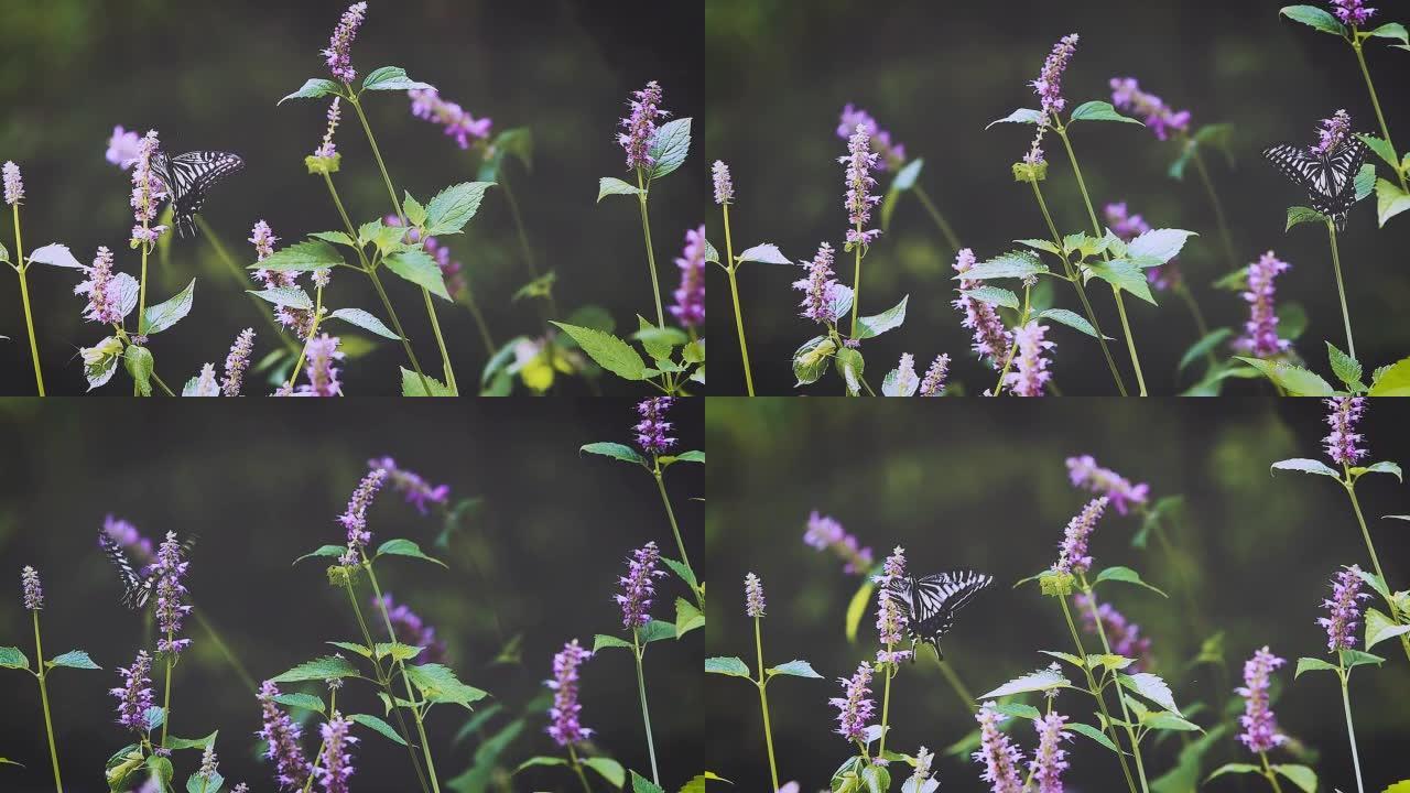 一只美丽多彩的凤蝶优雅地飞过baecho香的花朵。