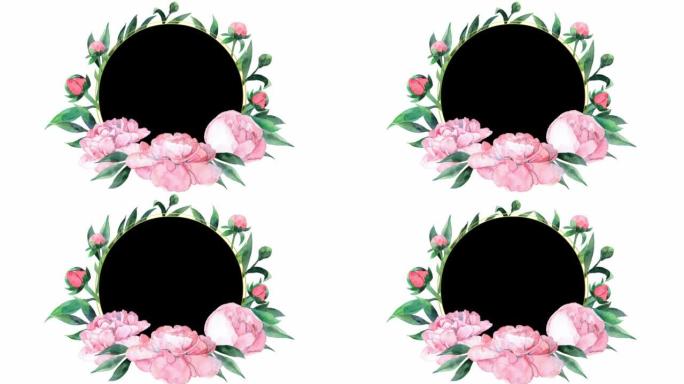 动画水彩粉红玫瑰与圆形框架。出现了花。带有黑色空白文本的模板。手绘在白色背景上孤立。