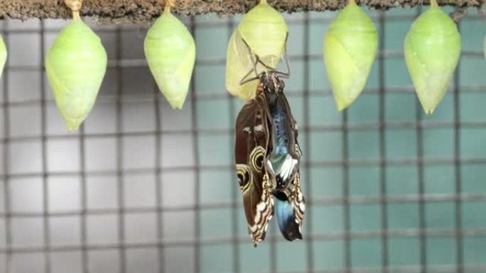蓝色morpho蝴蝶从蝶蛹中出来后会张开翅膀