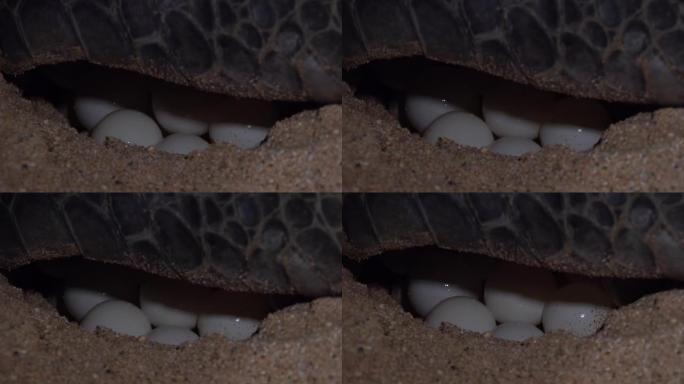 绿海龟把鸡蛋放进巢里。