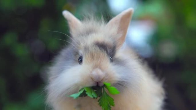 兔子吃生菜