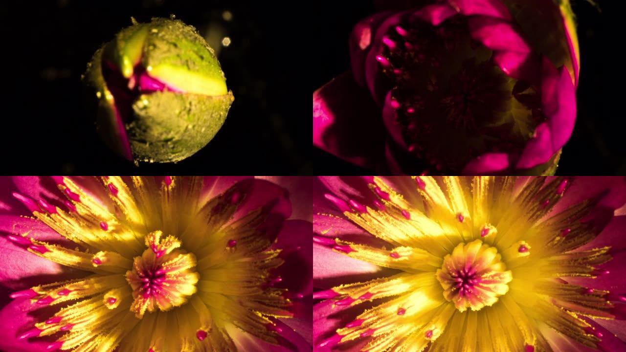粉色黄色感觉睡莲完全打开，在宏观上暴露鲜艳的花朵，时间流逝。柔毛睡莲。