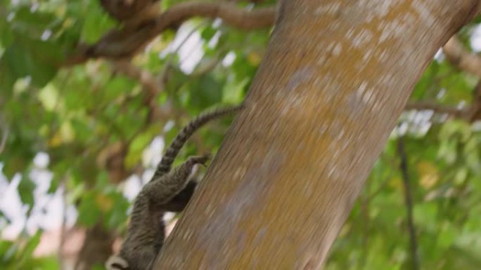 树上的卷尾猴