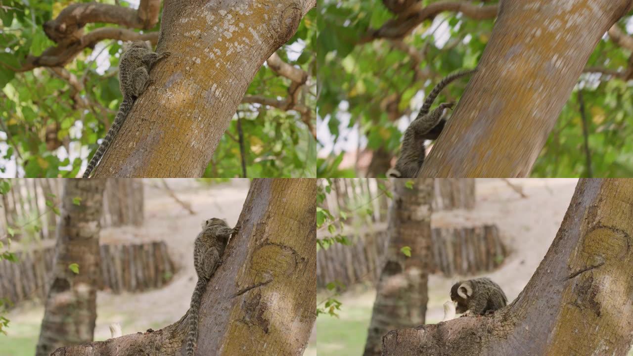 树上的卷尾猴