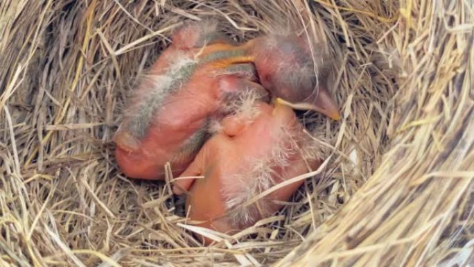 巢穴上有几只新生的美国知更鸟。