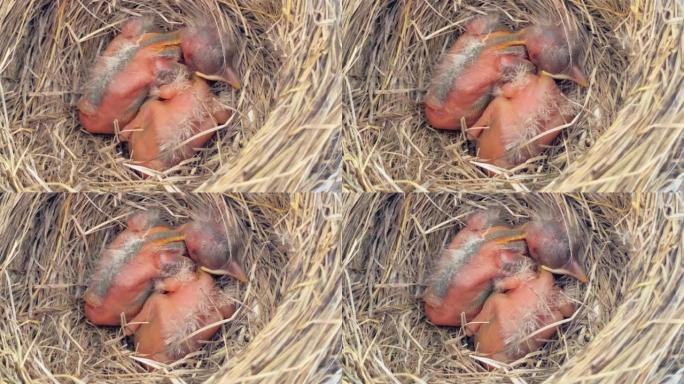 巢穴上有几只新生的美国知更鸟。