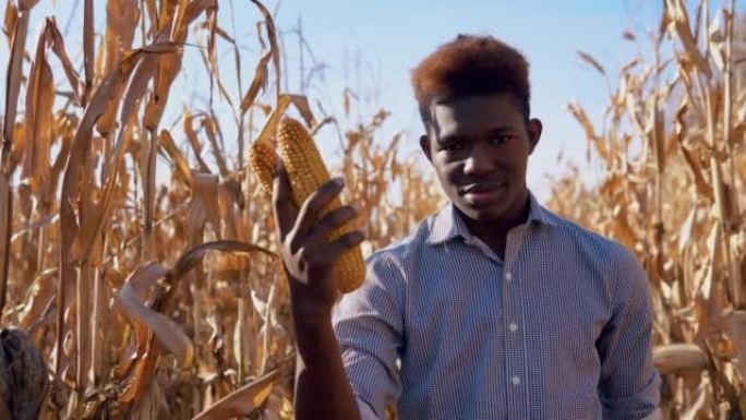 年轻的非洲裔美国男子手里拿着一个玉米头。一位年轻的农夫农艺师站在玉米地中间