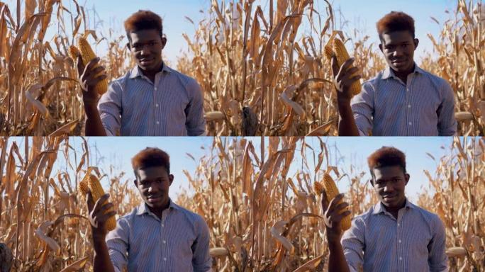 年轻的非洲裔美国男子手里拿着一个玉米头。一位年轻的农夫农艺师站在玉米地中间